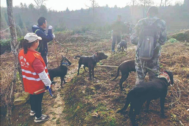 缓刑2年，河南夫妇3个月捕杀8头野猪，野猪治理为何陷入“困局”