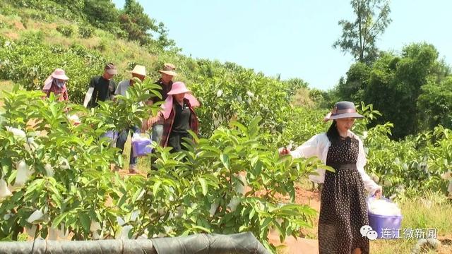 连江人领“鲜”了！丹阳镇坂顶村60亩红心芭乐已成熟上市