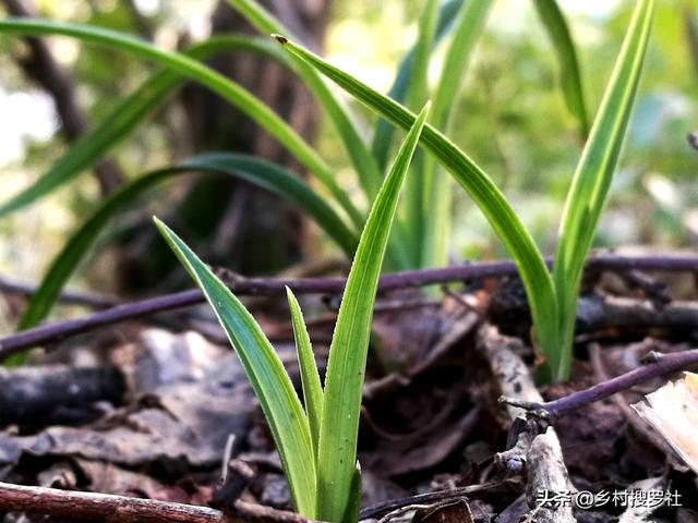 兰花种植究竟用什么土好？理论与实践结合，新手也能学会养兰花