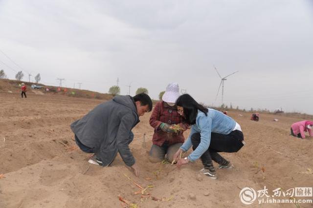 靖边天赐湾镇流转500亩土地种“旱地红葱”