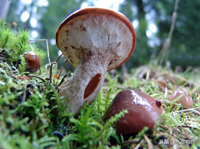 香菇栽培技术