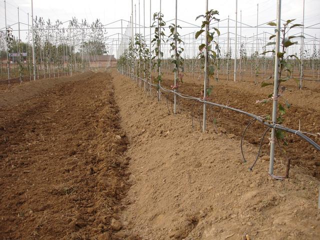 建议收藏，旱地矮化苹果栽培技术，教你选地、选苗、修剪、施肥