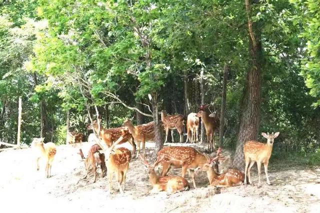 梅河口市同合村：“祥鹿”腾跃财源来