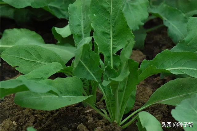 板蓝根-有名的药材，它在什么时候种植和收获？种植技术介绍