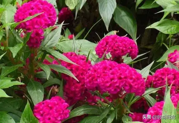 鸡冠花寓意美好，好看又好养，教你几招，全年都是灿烂迷人的花朵