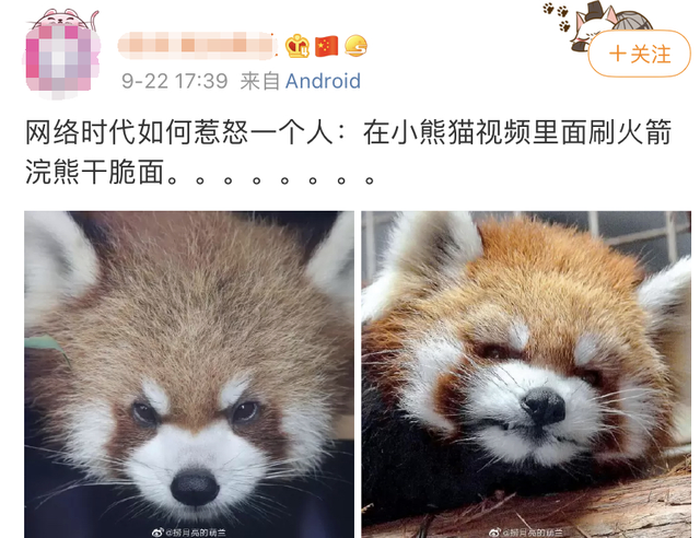 分不清小熊猫和小浣熊，导致了一场互联网“干脆面”之争