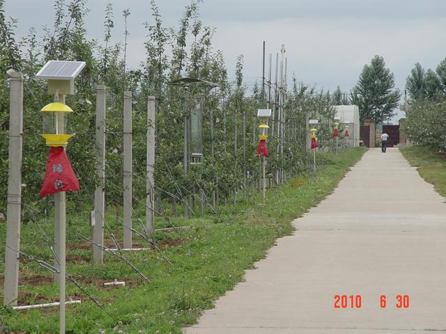 建议收藏，旱地矮化苹果栽培技术，教你选地、选苗、修剪、施肥