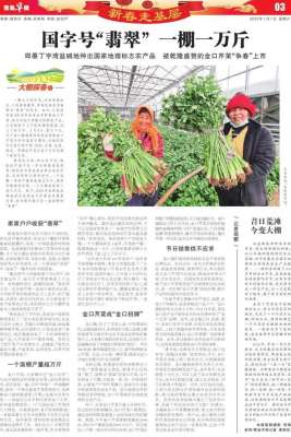 全国芹菜种植基地(国字号“翡翠” 一棚一万斤即墨丁字湾盐碱地种出国家地理标志农产品 被乾隆盛赞的金口