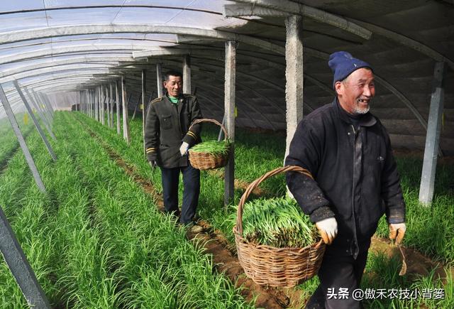 韭菜种植几年后需要重栽？播种和移栽哪种方法好？韭菜啥时间种？