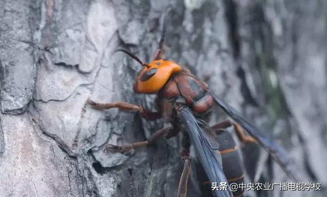 【农广天地】杀人蜂有多厉害，带您见识见识！