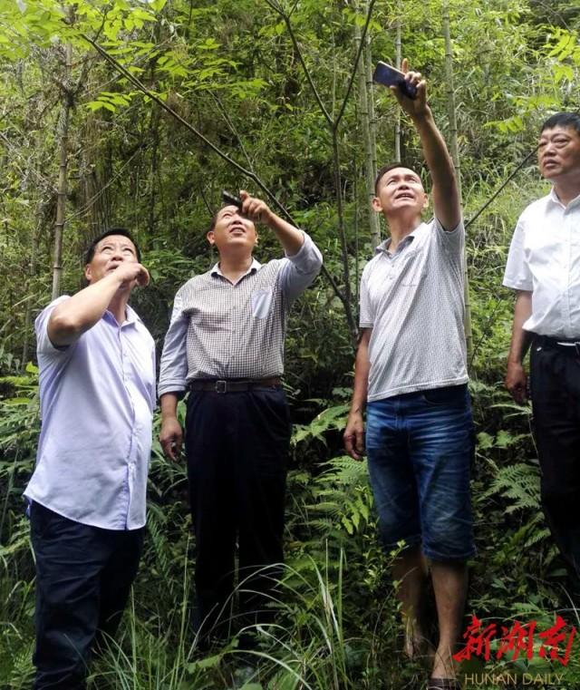 植物界大熊猫变身摇钱树 青钱柳种植项目备受关注