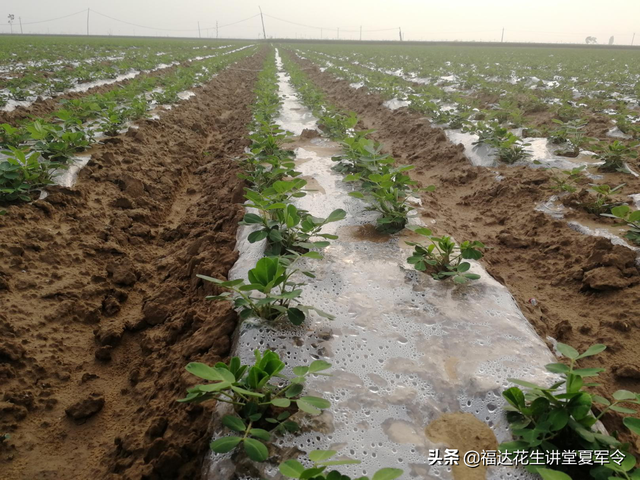 花生起垄的具体数据分析与起垄的5大要求，种植花生收藏转发版