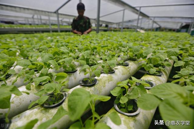 夏季结束，秋季开始，处暑后适宜种植哪些蔬菜？