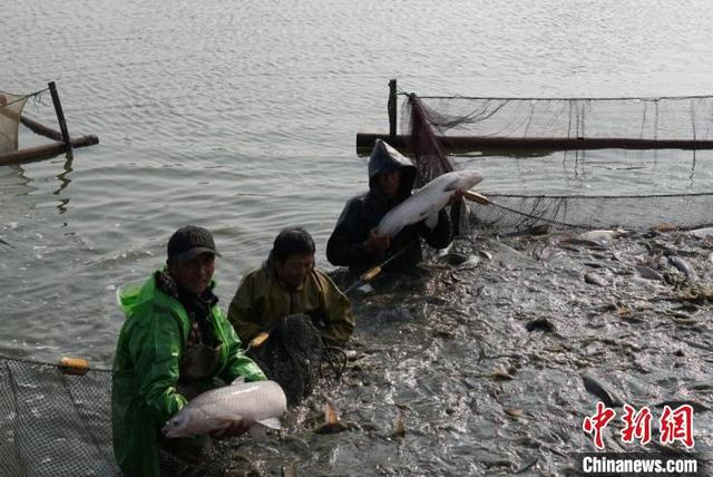 （新春走基层）无锡甘露青鱼批量上市 民众相聚鹅湖“品”年味