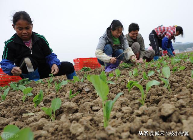 春季栽种蔬菜时，如何才能缓苗快、成活率高、长势健壮、不死苗？