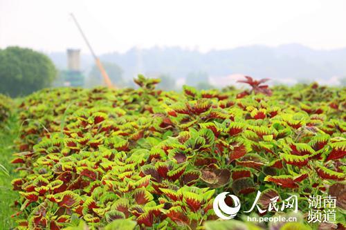 湖南益阳：蔬菜不愁销 脱贫不怕难