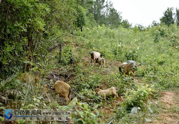 广西德保：致富“香猪”山里藏