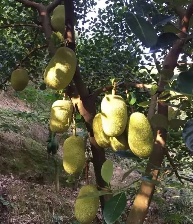 菠萝蜜的种植管理技术