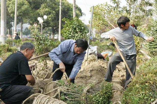 农田不能种树？新安排来了，以前种的“林”如何处理？