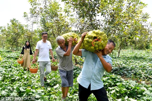 安徽亳州：万亩核桃获丰收