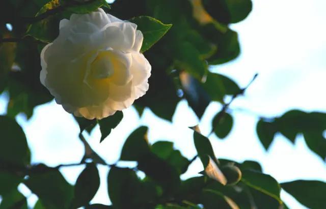 山茶花怎么种植