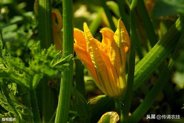 西葫芦日光温室越冬茬栽培技术，做好这几点，产量高果实粗大