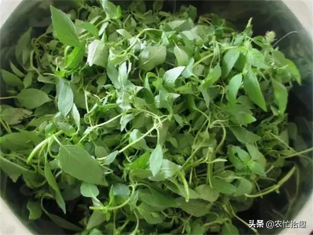 被药用1600年，如今却被当蔬菜，冬季一斤20元，比香菜更冲