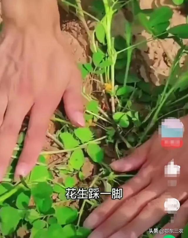 花生种植过程中的高产小妙招，掌握和使用一些，确实见效快效果高