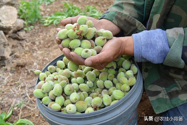 桃树要想结果大品质好，早疏果和巧疏果技术不能少！告诉你技巧