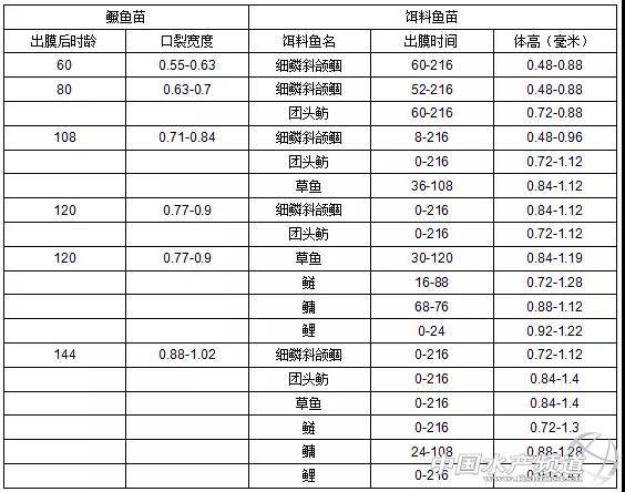 干货丨鳜鱼养殖过程全面解读