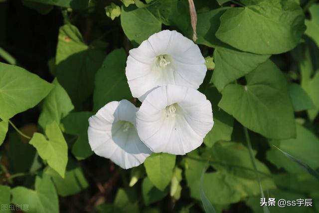 路边的野花不要采，直接搬回家种起来，喇叭花的种植养护