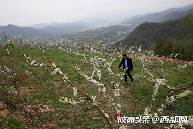 石泉小伙放弃几十万工程生意回乡种树 投300万成陕南蜂糖李第一人