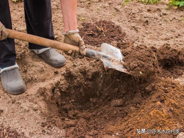 养月季用哪种土种最好？花钱的和不花钱的你任选一个