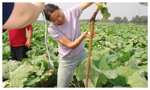 牛蒡：探寻这一多功能植物的秘密