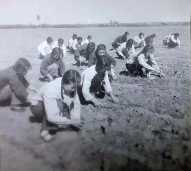 生产队时期，棉花地里花木兰