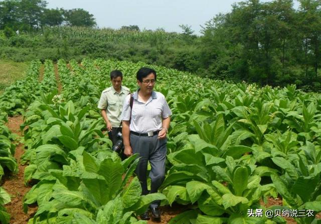 烤烟的种植制度，包括轮作、间作、套种和复种，能不断增产