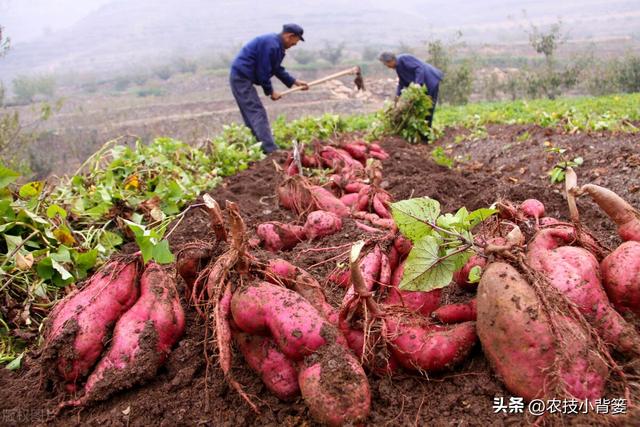 红薯生长后期如何管理更容易高产？重点做好这5点