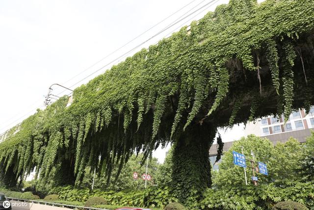 青蛙养殖场里，这4种植物不宜出现在场地里面，危害性比病情还大