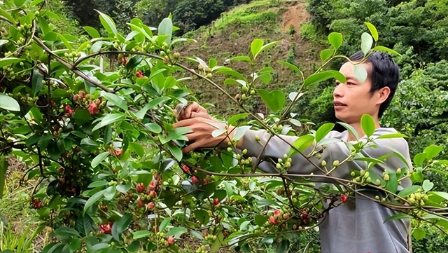 探讨种植黑老虎果树的方法与技巧