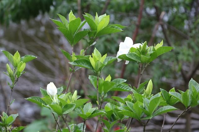 夏天养好栀子花，就三招，新芽长成大圆球，圆球开满栀子花