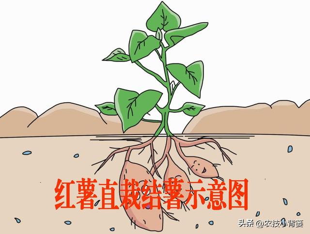 红薯藤蔓育苗和薯块育苗有何不同？红薯平栽、直栽、斜栽哪种好？