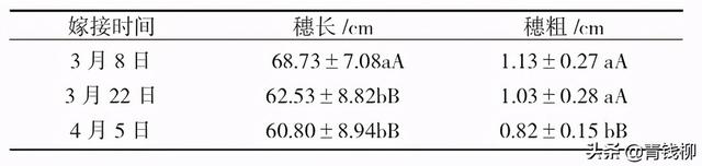 浙江景宁香榧大苗定砧嫁接技术试验