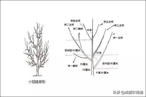 红枣的种植方法和管理技巧！