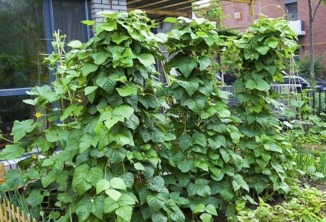 菜园种植豆角四季豆，学着做好这几点，豆荚挂满架，天天摘不完