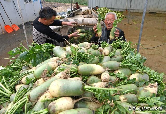 种植萝卜、胡萝卜预防分叉和空心，做好这几点，长得直还光滑