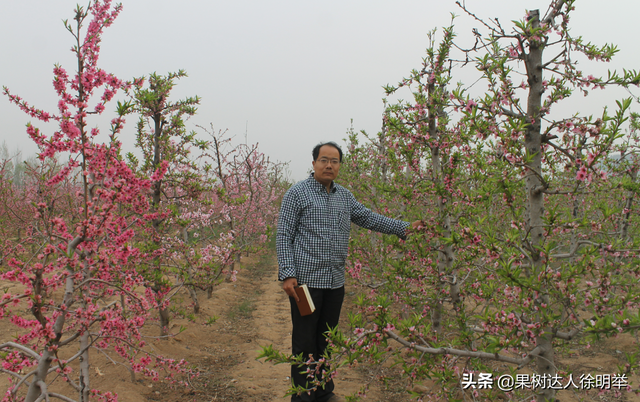 有花开，开好花，坐住果，桃树种植户了解这些不吃亏