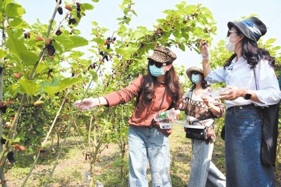 桑葚进入盛果期 江陵桑葚种植基地游客络绎不绝