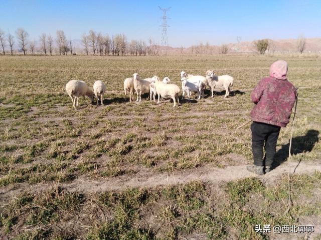 详解肉羊饲料配制的方法、步骤以及需要注意的事项