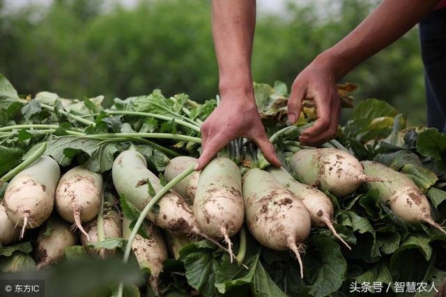 你还用传统方法种萝卜？难怪口感差，教你一招，萝卜没糠心还好吃