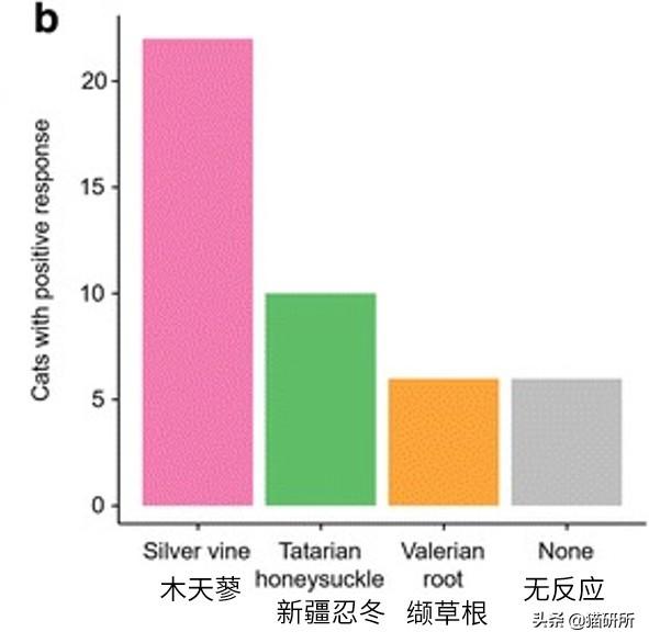 猫主子对猫薄荷毫无兴趣？试试这3种神奇植物